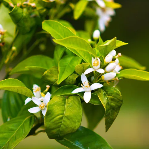 Vista 2 de Brighter Blooms - Owari Satsuma Tree - Grandes árboles de cítricos - Capaz de ser recolectado el primer año (1-2 pies)
