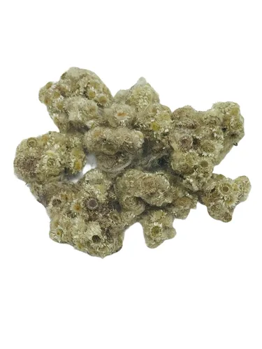 Vista 2 de Flores enteras secas de gordolobo, GORDOLOBO, Verbascum Thapsus, 2 onzas, té de hoja de gordolobo, producto de México, empaquetado en los Estados