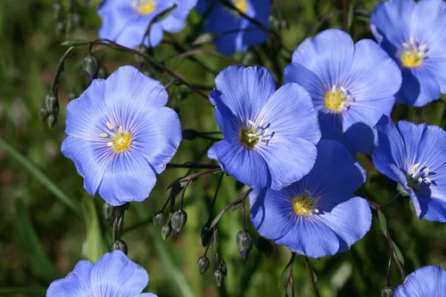 Vista 3 de Semilla de lino azul, 100 semillas, hermosas flores de lino azul llamativas