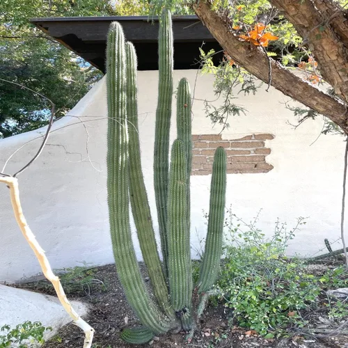 Vista 10 de Cactus Outlet - Curiosity - Plantas de cactus vivas, plantas vivas para uso en interiores y exteriores, cactus vivos, 12 a 18 pulgadas, cactus vivos