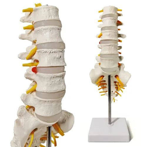 Vista 2 de EVOTECH SCIENTIFIC Modelo de anatomía de columna lumbar con sacro y nervios espinales, réplica didáctica de sección lumbosacra con nervios y una
