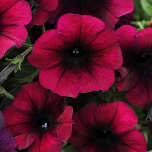 Vista 7 de Outsidepride Semillas de petunia de terciopelo burdeos Easy Wave – 15 unidades. Semillas de flores anuales, compactas y extendidas para plantar
