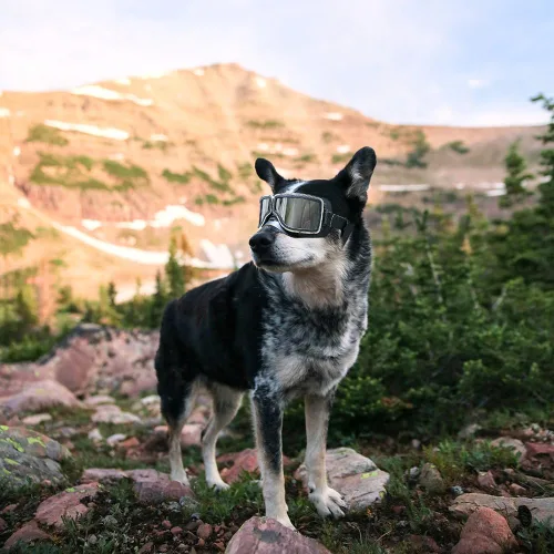 Vista 5 de Gafas de protección UV para perros medianos y grandes – Gafas de sol impermeables a prueba de viento, gafas protectoras duraderas para razas largas