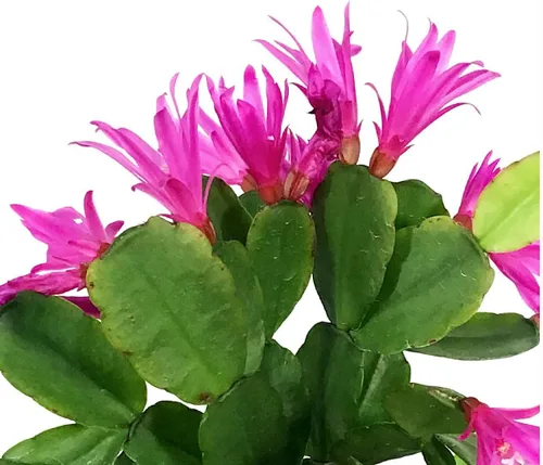 Vista 2 de Planta viva de cactus de primavera magenta de 4 pulgadas, Rhipsalidopsis. Cactus navideño recién plantado.