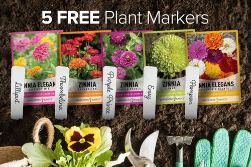 Vista 2 de Gardeners Basics, Semillas de Zinnia para plantar al aire libre (5 variedades) variedades de pulbelina, lilliput, envidia, príncipe púrpura y pompón