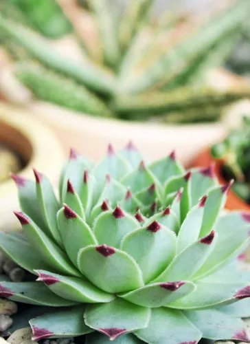 Vista 4 de Sempervivum Calcareum - Maceta de arcilla de 2 pulgadas + maceta de arcilla – Planta suculenta saludable Sempervivum Live de fácil cuidado