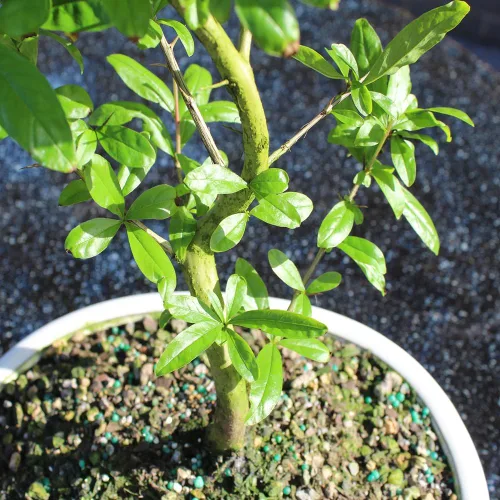 Vista 10 de Árbol bonsai vivo enano de granada de Brussel's Bonsai - Grande, 6 años, 12 a 16 pulgadas de alto - Árbol bonsai vivo para exteriores con maceta