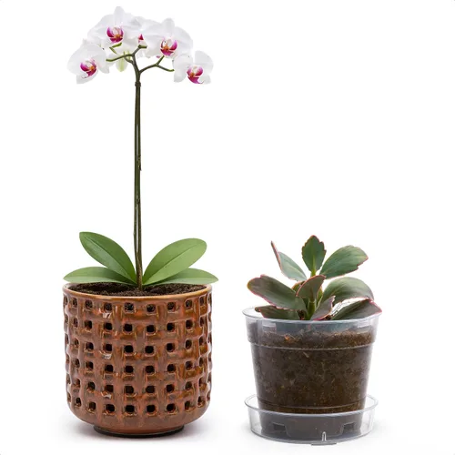 Vista 8 de D'vine Dev Orchid Pot, Clear Pot & Saucer, Smoked White, 6.7 in, 28-A-Y-1 Blanco ahumado