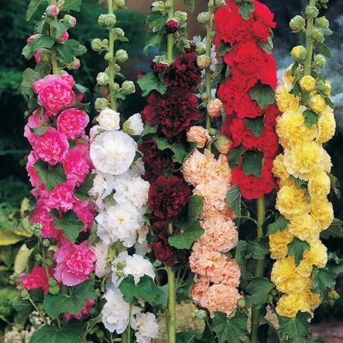 Vista 2 de 50+ Semillas Hollyhock Double - Mezcla de flores