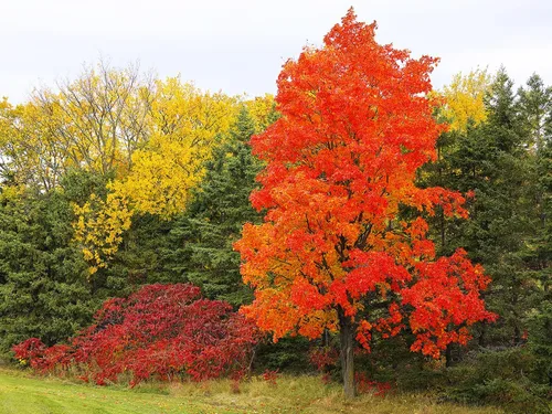 Vista 5 de Northern Sugar Maple Tree Semillas Premium Acer Saccharum 'Fall' Plants' (Premium Seeds, 10)