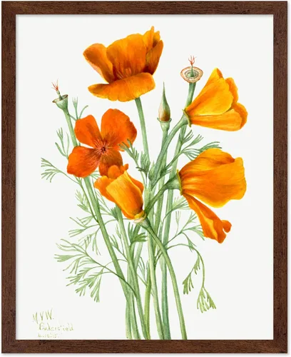 Vista 42 de Poster Master Póster vintage Overbeck – Impresión de acuarela retro – Regalo para artistas, amigos, girasoles, hermoso, botánico, planta