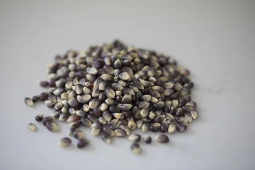 Vista 6 de Amish Country Popcorn Bolsa de 1 libra Granos de palomitas de maíz azules Anticuados, sin OMG y sin gluten (azul, bolsa de 1 libra)