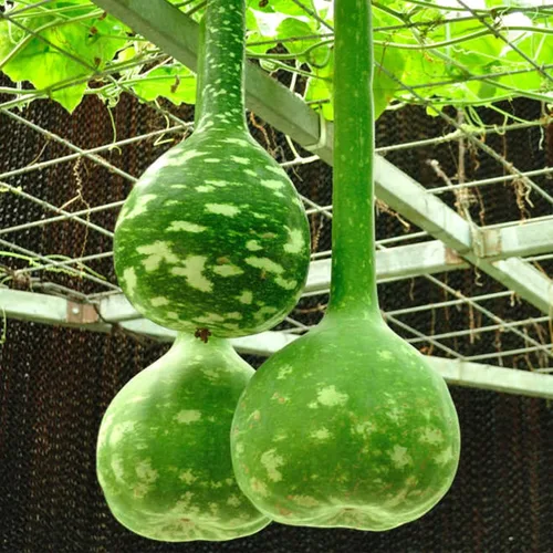 Vista 20 de KVITER 50 semillas de calabaza de azúcar orgánicas (Cucurbita Pepo) – Semilla de calabaza pequeña reliquia, carne dulce de grano fino para enlatar