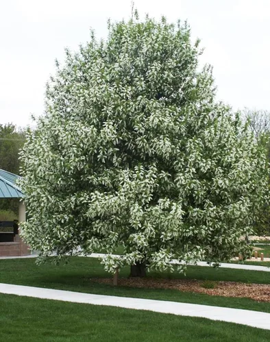 Vista 5 de European Black Cherry Tree Premium Seeds Prunus padus 'Summer' Plants'® (Premium Seeds, 5)