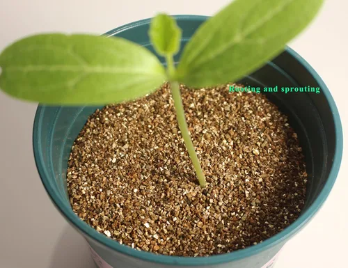 Vista 6 de Vermiculita orgánica de 2 cuartos de galón, vermiculita hortícola para plantas, aditivo de suelo para plantas en maceta, vermiculita gruesa