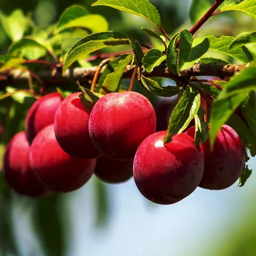 Vista 4 de Más de 150 ciruelos perennes silvestres semillas frutales para plantar al aire libre, semillas de Prunus nativas orgánicas europeas sin OMG