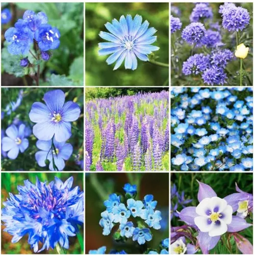 Vista 5 de 13,00 polinizadores que atraen semillas de flores silvestres, 1 onza, atrae abejas, mariposas y otros insectos beneficiosos, mezcla de rodillas