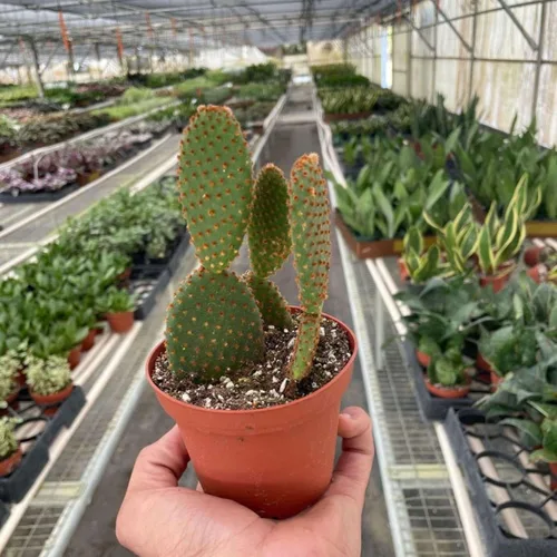 Vista 17 de Succulent Elephant Bush - Planta viva Plantas de interior en maceta de 4 Suculento Elefante Arbusto
