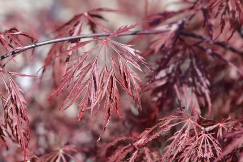 Vista 8 de 10 INABA SHIDARE Maple Weeping Red Laceleaf Japanese Acer Palmatum Dissectum Tree Seeds