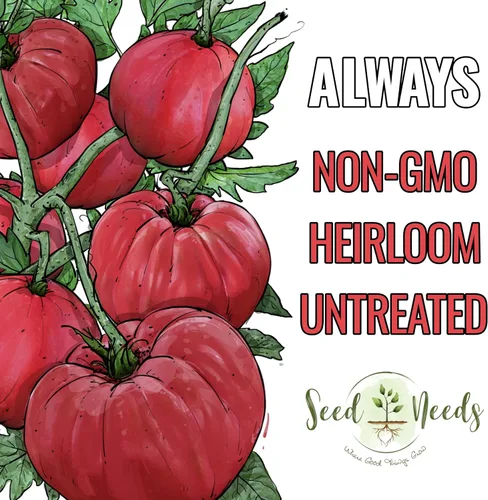 Vista 5 de Seed Needs Semillas de tomate para plantar tomates indeterminados de carne de res verdaderos, reliquia sin OMG y semillas de vegetales sin tratar