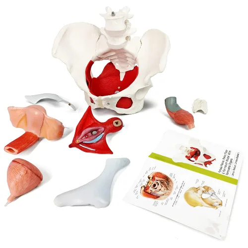 Vista 2 de Modelo femenino de pelvis y perineo con órganos extraíbles, montaje magnético, modelo anatómico del músculo del suelo pélvico femenino y útero