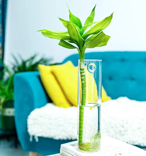 Vista 2 de Paquete de 2 macetas colgantes de pared, terrarios de vidrio, soportes cilíndricos para plantas de aire, plantas de aire, macetas para suculentas