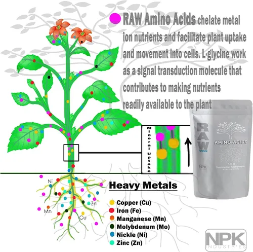 Vista 2 de RAW Aminoácidos: suplemento nutritivo vegetal prémium