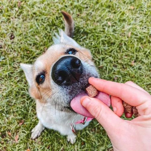 Vista 6 de HOLI Elk & Venison - Golosinas liofilizadas para perros, totalmente naturales y capturadas en la naturaleza, fortificadas con vitaminas y minerales