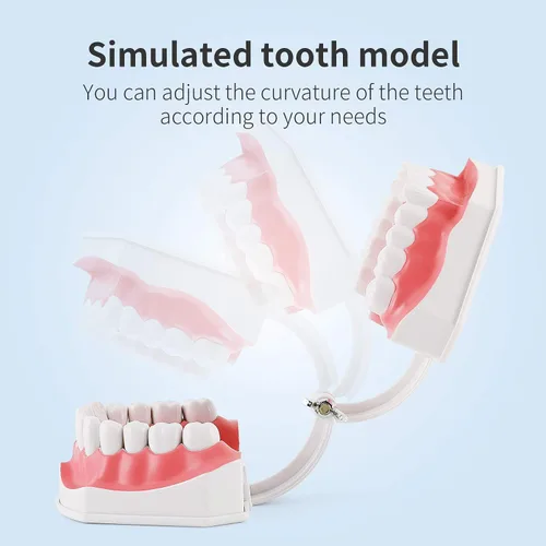 Vista 5 de Annhua Modelo de dientes dentales grandes con cepillo de dientes dental, 2 veces cepillado de dientes, herramientas de enseñanza con dientes
