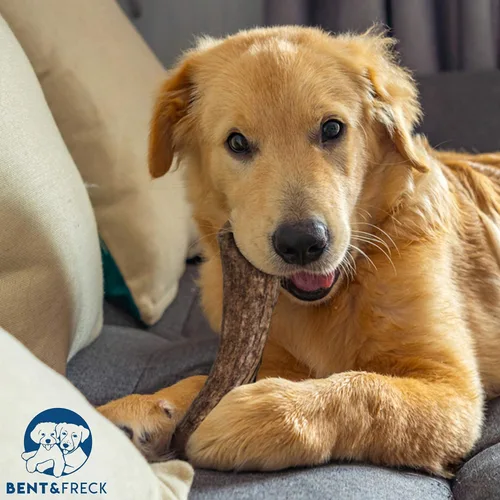 Vista 5 de Cuerno masticable para perros de Pet Expertise, XL de 8 a 10 pulgadas de largo, 1 pieza