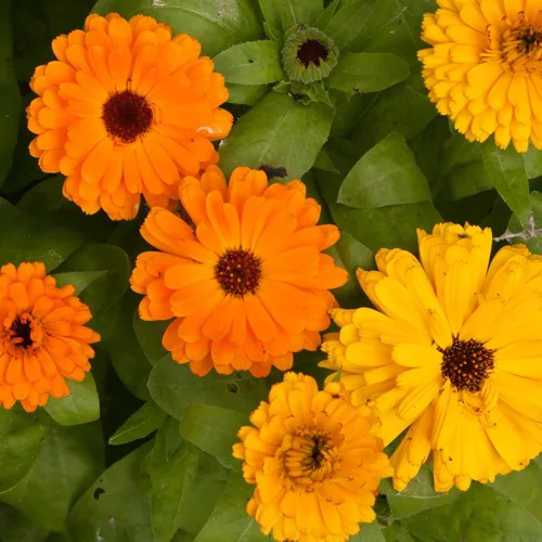 Vista 5 de Seed Needs semillas de Caléndula Pacific Beauty Mix más de 5,000 semillas Calendula Officinalis no modificadas genéticas anuales grandes flores
