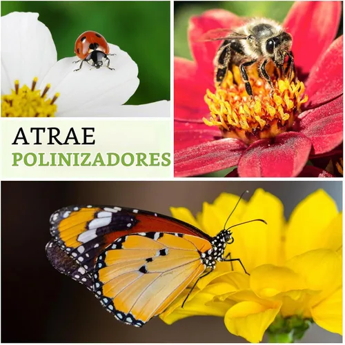 Vista 7 de Seed Needs - Semillas de achicoria para plantar flores azules de diente de león italiano, 1 paquete