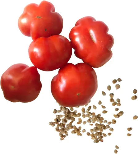Vista 3 de Dot's Little Yellow Tomate Seeds (Solanum lycopersicum) 150 Semillas (0.02 oz)