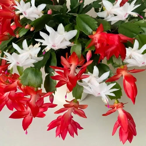Vista 4 de Planta de cactus de Navidad viva, flores rojas y blancas, suculentas navideñas en maceta de 6 pulgadas para cultivo en interiores o exteriores