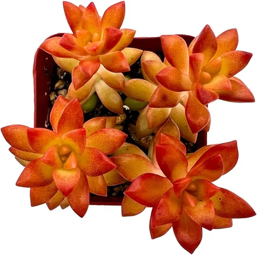 Vista 9 de Plantas de interior vivas suculentas "Bead Vine", tamaño aproximado de 2 pulgadas, suculentas en maceta, completamente enraizadas, de fácil cuidado