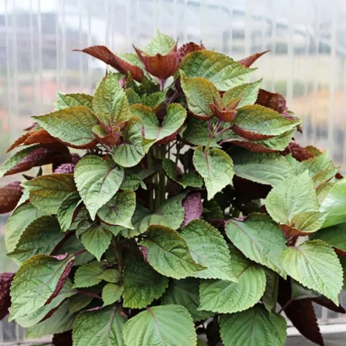 Vista 4 de 1500 Seeds - Semillas de perilla vietnamita (Perilla Frutescens) Shiso Tía Tô Seeds - Semillas de albahaca vietnamita silvestre o menta morada