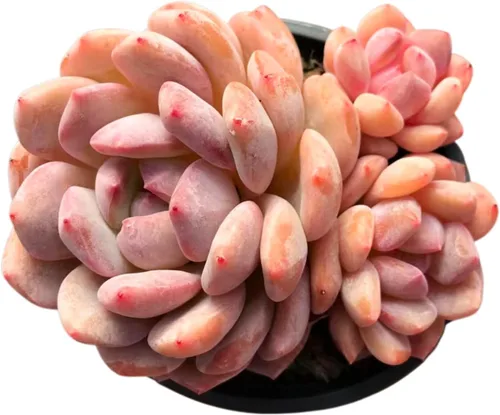 Vista 11 de Echeveria Agavoides Blue Dragon – Planta suculenta viva – 3 pulgadas – Tolerante a la sequía, bajo mantenimiento, perfecta para decoración