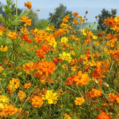 Vista 2 de 2,000 semillas de azufre Cosmos, luces brillantes mezcladas por Seeds2Go