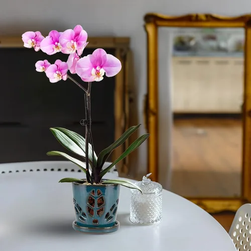 Vista 7 de W&W Maceta de orquídeas con agujeros y platillo para trasplantar, verde azulado, 5.5 pulgadas