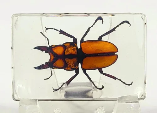 Vista 31 de 44mm Hormiga gigante tropical real en resina de lucita transparente cristalina, espécimen preservado Pseudoneoponera Rufipes, taxidermia