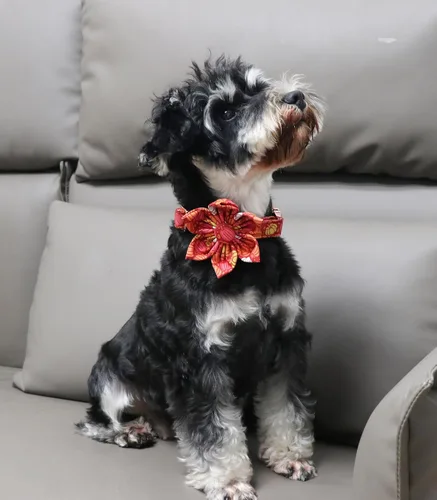 Vista 29 de Unique Style Paws Collar de perro de Halloween con lazo de algodón lindo pajarita para perros pequeños, medianos y grandes, vacaciones