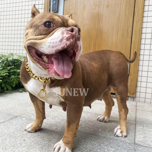 Vista 3 de Cierres de langosta fuertes ajustables para perros, collar de titanio, para entrenamiento, caminar, de metal, a prueba de masticación, para perros