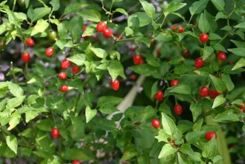 Vista 5 de Chile Pequin Peppers - Pequeños chiles rojos brillantes - Empacan un ponche (10 - Semillas)