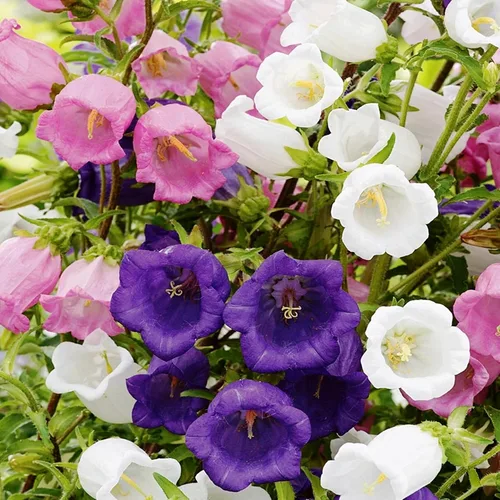 Vista 4 de Semillas Canterbury Bells Double Mix Flores Bienales
