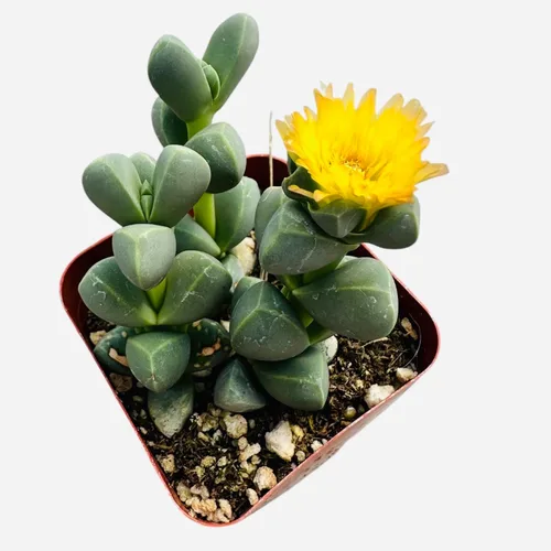 Vista 5 de Plantas suculentas vivas de USKC (Crassula de 2.5 pulgadas 'Spring time')