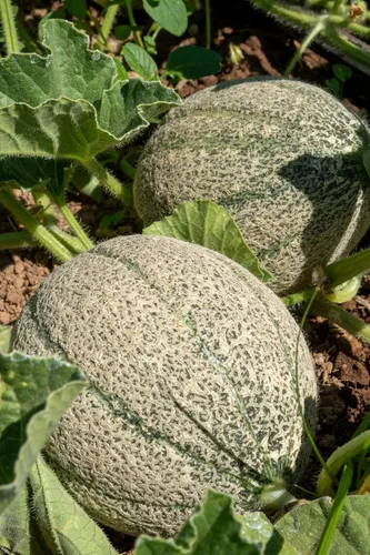Vista 4 de Plant Good Seed Semillas orgánicas de melón helado – Paquete de 35, semillas de reliquia para plantar frutas, verduras, suministros de jardinería