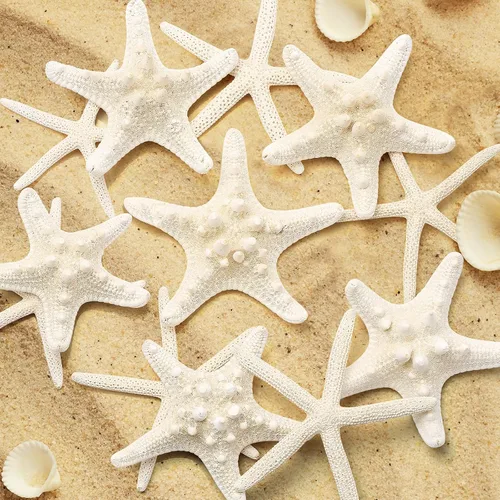 Vista 3 de 12 piezas de estrellas de mar Decoración de estrellas de mar de 2.5 a 6 pulgadas Conchas naturales de estrella de mar a granel perfectas