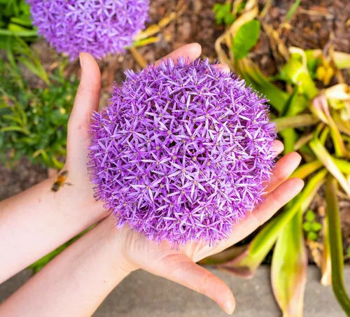 Vista 2 de 25 semillas de flores gigantes Allium GLOBEMASTER Allium Giganteum de Seedville