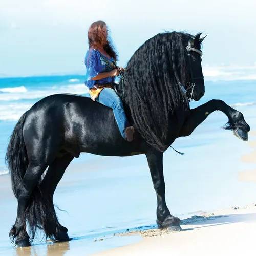 Vista 6 de Breyer Serie tradicional de caballos Sjoerd Modelo de juguete de caballo 12.25 x 8 pulgadas Escala 1:9 Modelo #1859