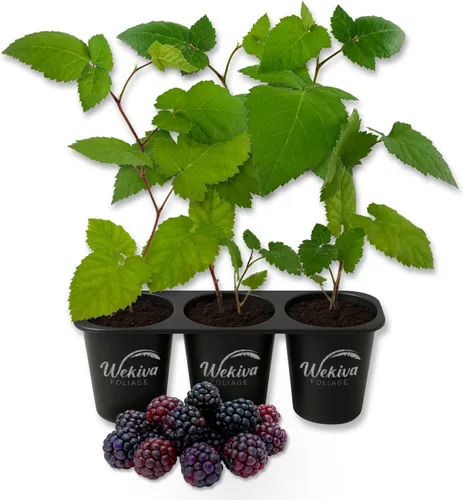 Vista 9 de Apache BlackBerry Plant - 3 plantas de arranque vivo - Rubus - Arbusto comestible con frutos para patio y jardín